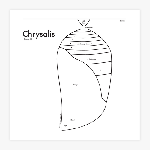 Chrysalis Print