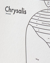 Chrysalis Print