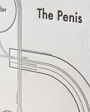 The Penis Print