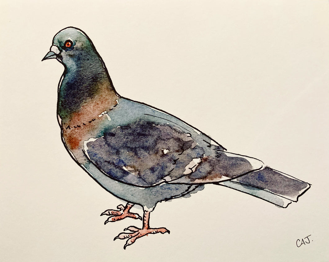 Carolita: Pigeon