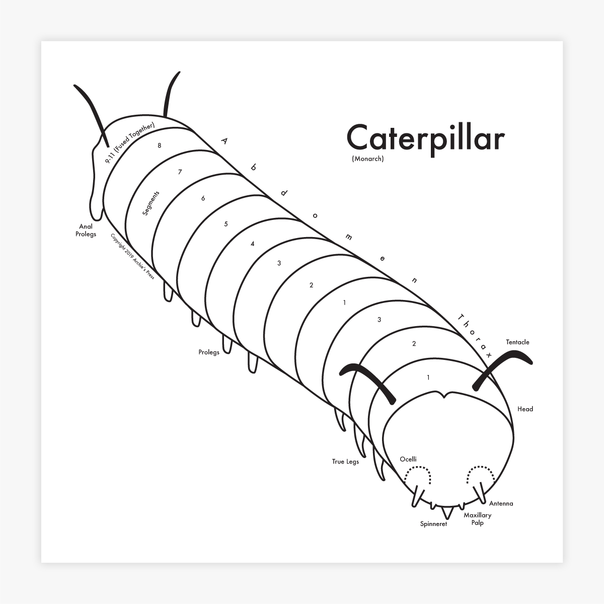 Caterpillar Print Archie S Press