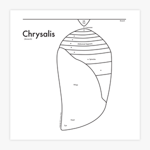 Chrysalis Print