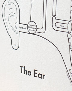 The Ear Diagram Print