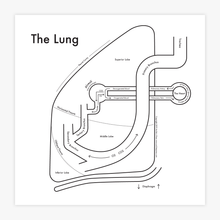 The Lung Anatomy Print