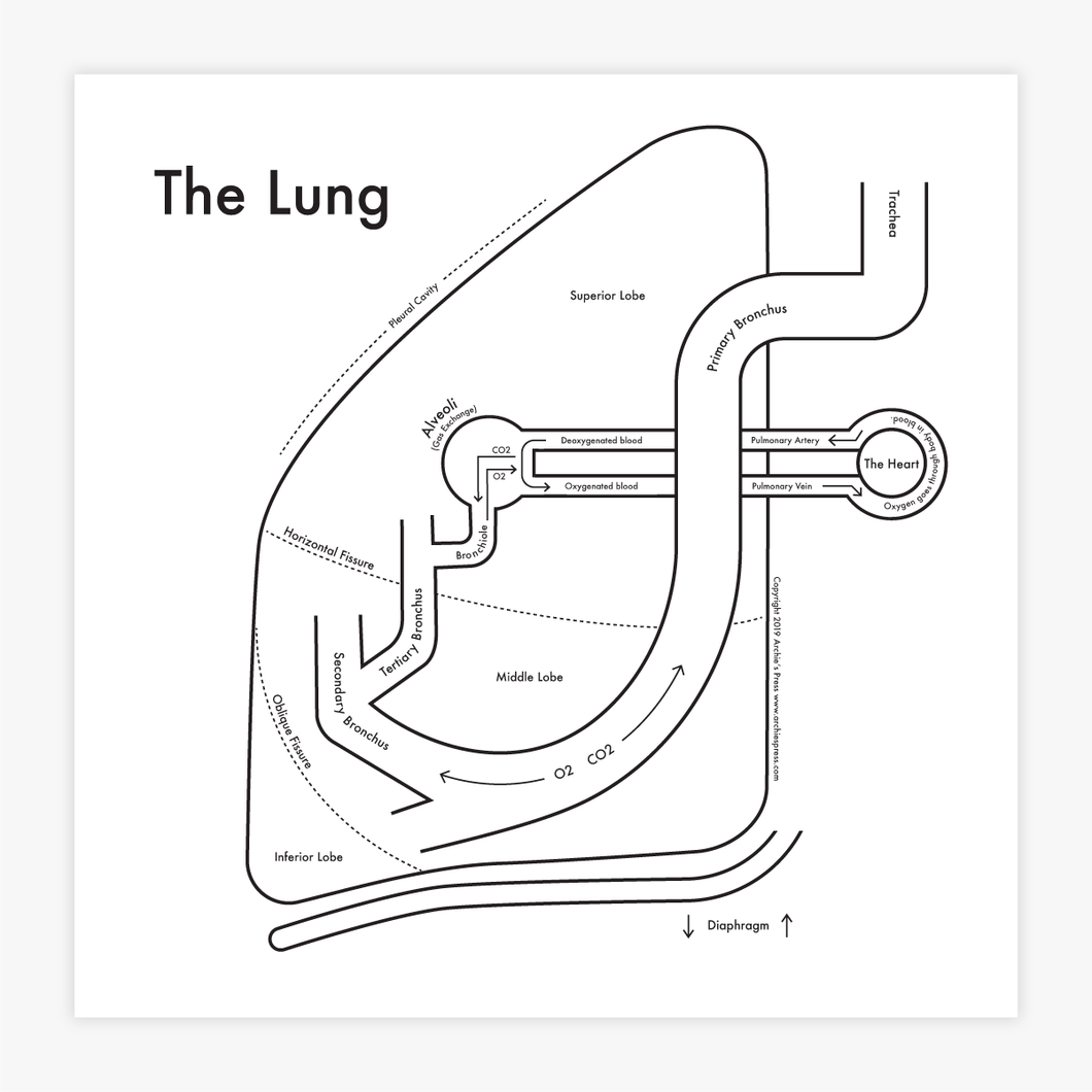 The Lung Anatomy Print