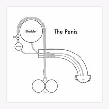 The Penis Print