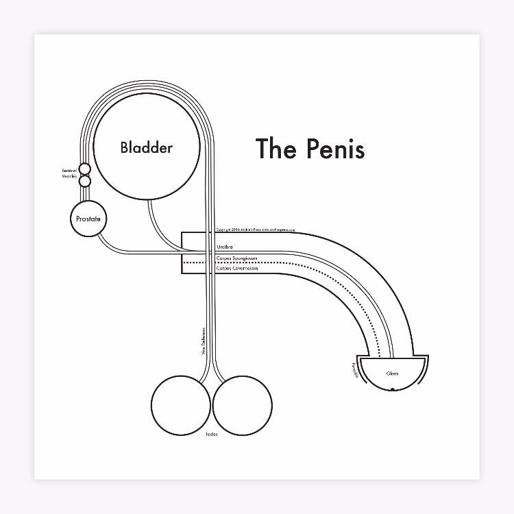 The Penis Print