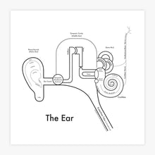 Ear.jpg