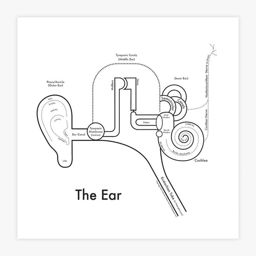 Ear.jpg